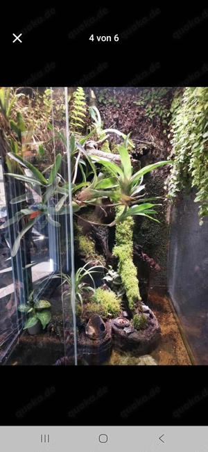 Terrarium  Bild 4