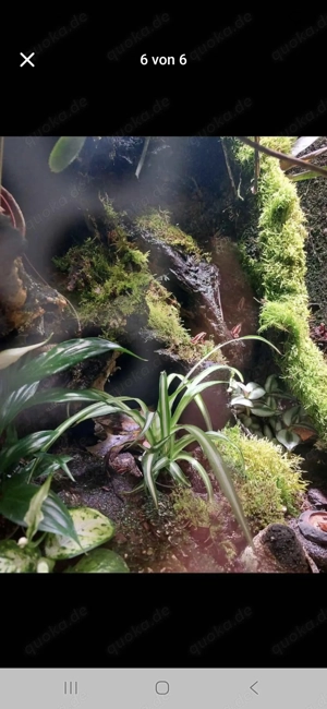 Terrarium  Bild 3