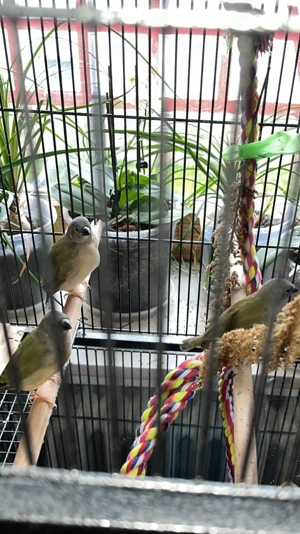 Gould Amadinen Vogel, roter Kopf  jung. Wohnungshaltung