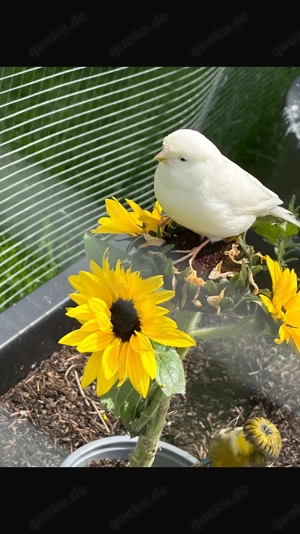 Kanarienvögel 3 junge, Consort x normale rote 