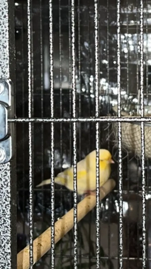 Kanarienvögel 3 junge, Consort x normale rote  Bild 2