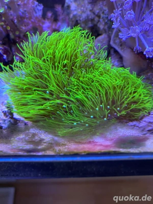 Affenhaar Koralle Meerwasser 