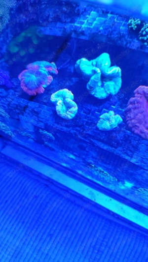 Wegen Beckenauflösung Trachyphillia abzugeben