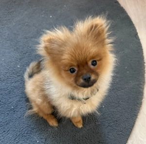 Pomeranian Zwerg Spitz 