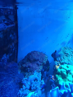 Schöne Favia abzugeben 