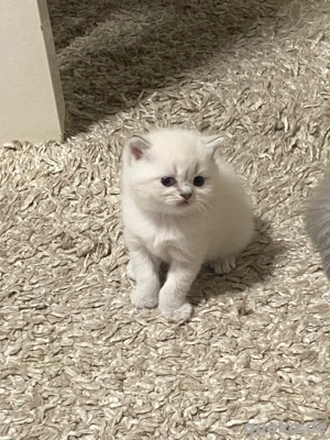 Zuckersüße reinrassige BKH Kitten ab Dezember Kater