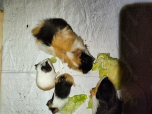 Die knuffigsten Meerschweinchen der Welt  Bild 3