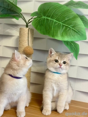 Reinrassige BKH Kitten mit Stammbaum  - Abholbereit