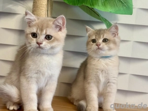 Reinrassige BKH Kitten mit Stammbaum   Abholbereit