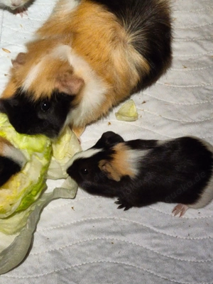 Die knuffigsten Meerschweinchen der Welt  Bild 4