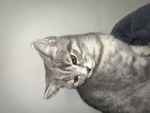 2 Süße und liebevolle BKH Kater 