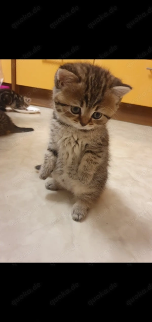 Reinrassige BKH Kitten suchen ein neues liebevolles Zuhause 