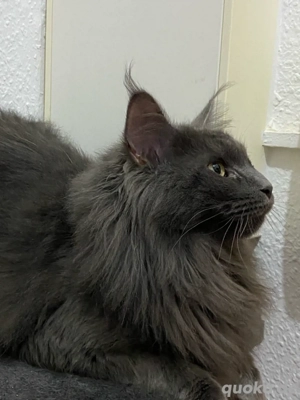 maine coon 