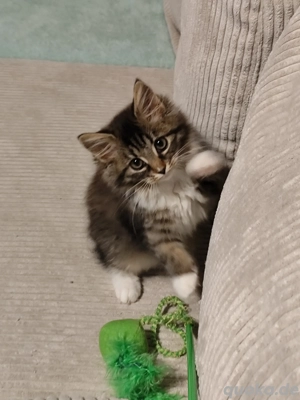 verspielte sibirische mainecoon Katze (weiblich)