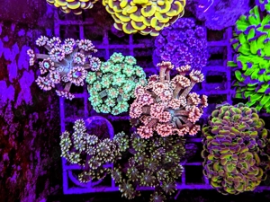 LPS, SPS,Korallen,Ableger,holy grail 24k, golden torch,Euphyllia,NY knicks,M. beach bum. 