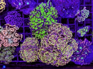 LPS, SPS,Korallen,Ableger,holy grail 24k, golden torch,Euphyllia,NY knicks,M. beach bum. 