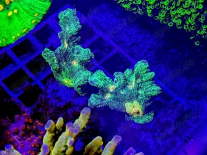 A. echinata, LPS, SPS,Goniopora, Korallen, Ableger,Acropora, Alveopora,Favia Bild 7