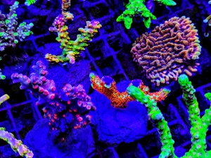 A. echinata, LPS, SPS,Goniopora, Korallen, Ableger,Acropora, Alveopora,Favia Bild 5