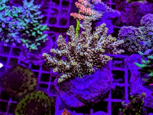 A. echinata, LPS, SPS,M.beach bum,Goniopora, Korallen, Ableger,E.hologram,Acropora