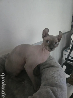 Sphyx Elf Katzen 