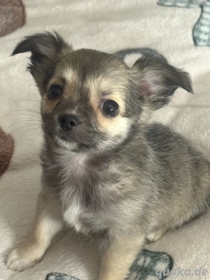 Typvoller Chihuahua Rüde Welpe