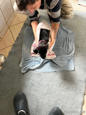 welpe mädchen hündin