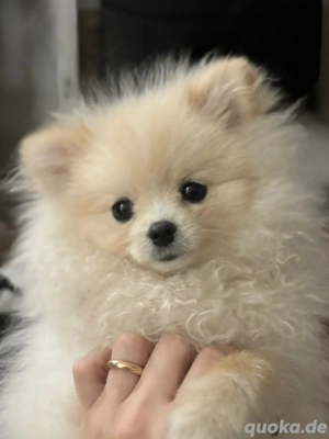 Pomeranian 