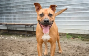 Springsteen sucht Zuhause außerhalb D