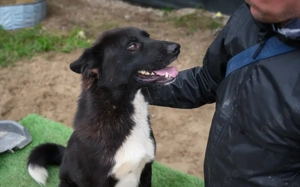Caruso wartet auf Dich.