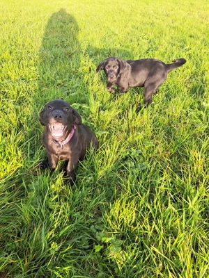  Noch ein Labrador Welpen zu  verkaufen 