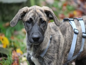 Anna sucht ihr Zuhause