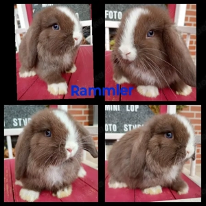 Minilop Zwergwidder Mini Lop  Bild 2