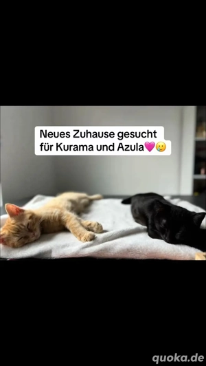 kitten ab zu geben 