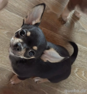 Süßer Chihuahua Welpe sucht seine Familie 