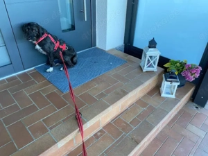 Axa sucht ihr Zuhause Bild 3