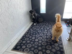 Axa sucht ihr Zuhause Bild 5