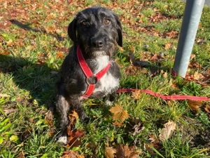 Axa sucht ihr Zuhause