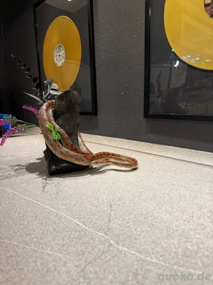 Kornnatter 1.0(male)