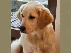 Romeo sucht sein Zuhause