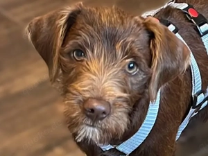 Fenix sucht sein Zuhause