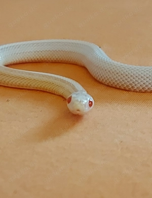 Kornnatter(female)snow opal red factor trssera motley Bild 3