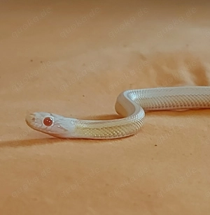 Kornnatter(female)snow opal red factor trssera motley Bild 4