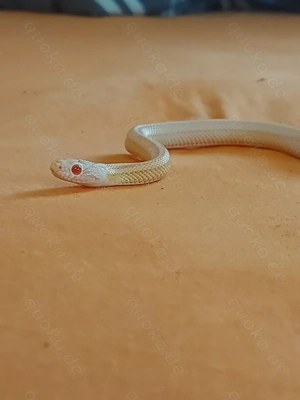 Kornnatter(female)snow opal red factor trssera motley Bild 5