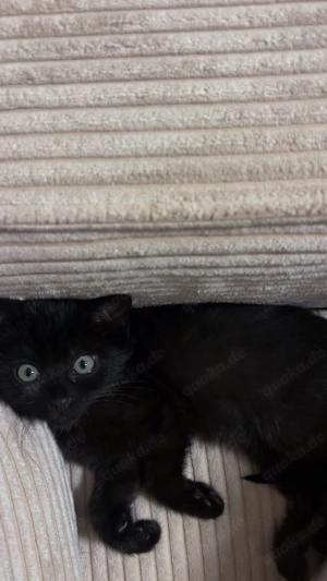 Liebevolles kitten sucht ein neues Zuhause 