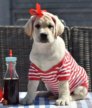 Labrador Retriever Hündinnen   abgabebereit, FCI, liebevoll aufgezogen