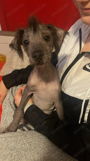 Chinesischer Schopfhund Pixel