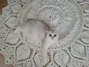 British Kurzhaar Katze