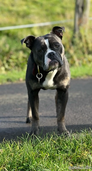 Old English Bulldog Wurfplanung 2026
