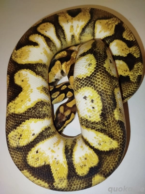 0.1 Enchi Pastel Calico 