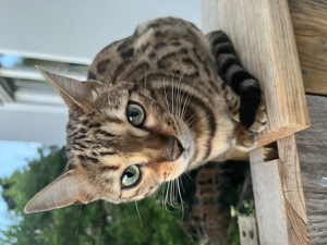 Wunderschöne Bengalkatze 2 Jahre alt, gechipt, kastriert 